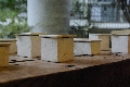 _IGP7796.JPG