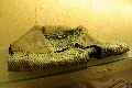 _IGP1093.JPG