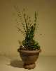 IMGP4355.JPG