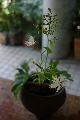 IMGP5252.JPG